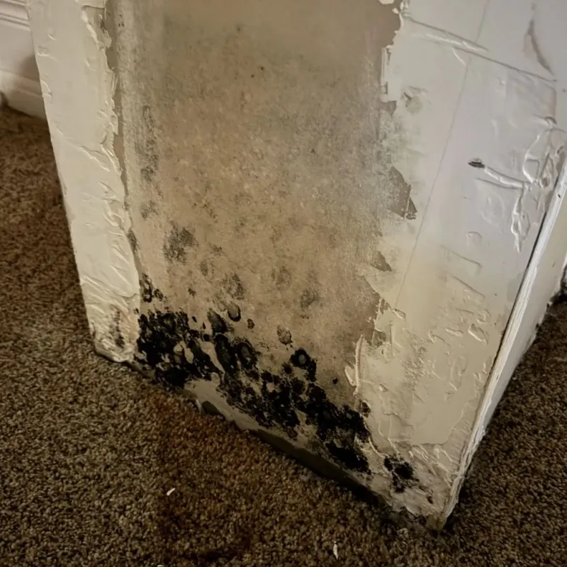 Professional Mold Removal in Clemmons, NC